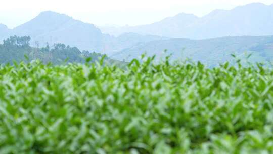 山地茶叶种植实拍