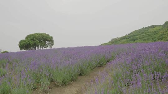 素材_薰衣草与树下摇