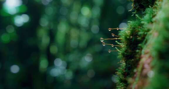 原始森林热带雨林青苔苔藓露珠生态自然风景