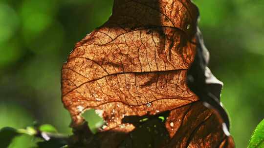 秋天阳光照射枯黄的树叶叶脉光影