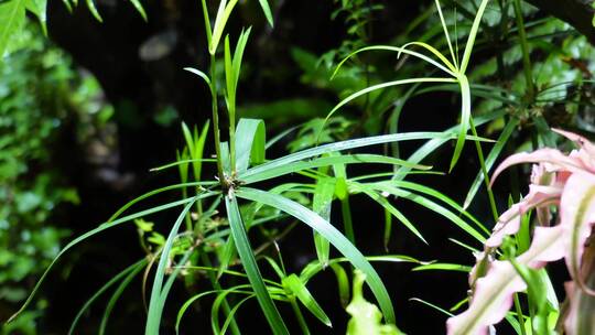 【镜头合集】蕨类植物叶子热带雨林生物