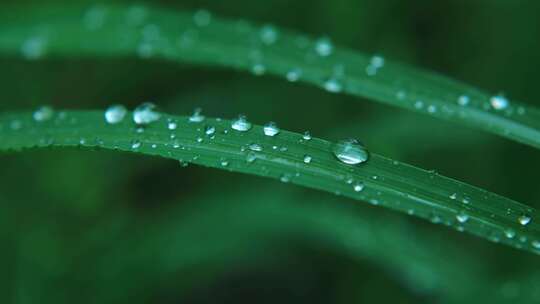 春雨自然雨水雨滴下雨水滴十二节气谷雨水分