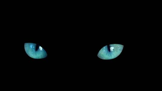 漆黑猫眼睛特写
