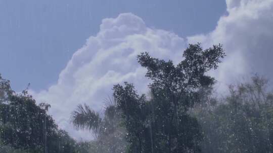 太阳雨 下雨树叶闪烁