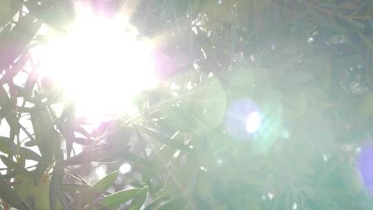 明亮的光线照耀着一棵橄榄树