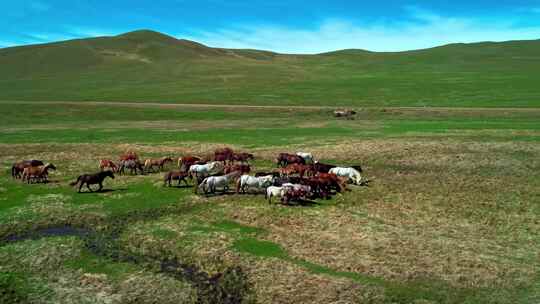 内蒙大草原一群马在草原上奔跑