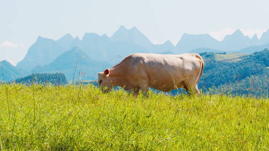 山里的奶牛在美丽的草原上吃草