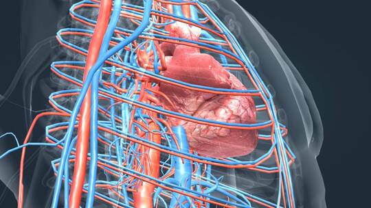 全息人体器官心脏动画视频素材模板下载
