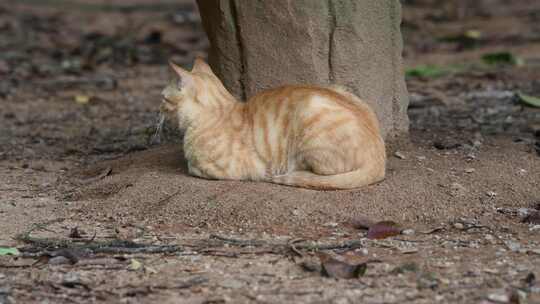 一只猫在地面上栖息