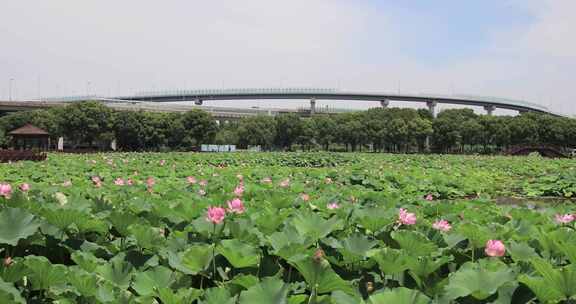 夏天苏州荷塘月色公园荷花荷叶公园景观