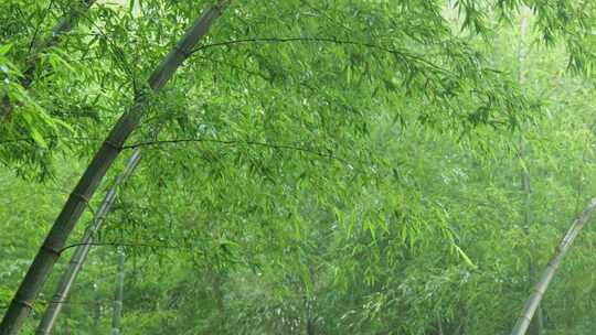 下雨天茂密的竹林枝叶繁茂生机勃勃的景象