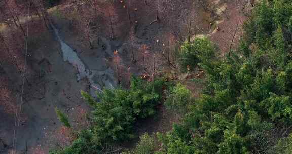 高山竹林山林生态养鸡场航拍