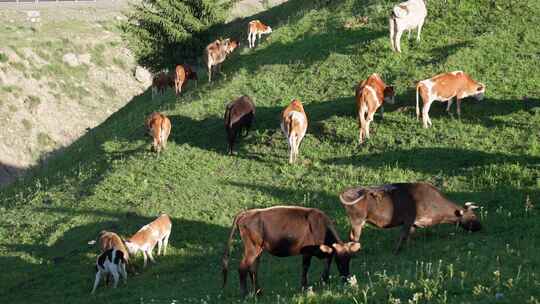 草原上吃草的牛群视频素材模板下载