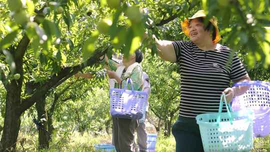 乡村振兴农业农民丰收幸福脱贫攻坚产业视频素材模板下载