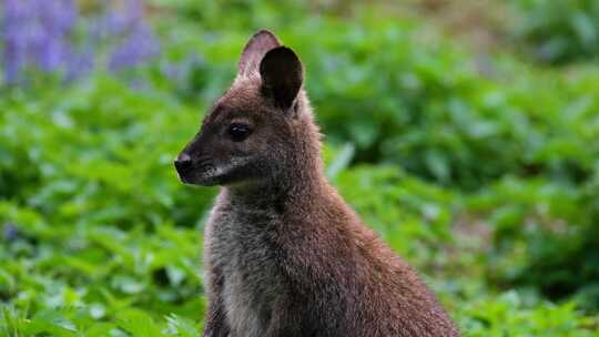 动物集锦澳大利亚的小袋鼠