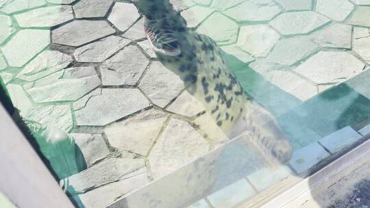 水族馆游客拍海豹互动海狗视频素材模板下载