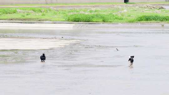 两只小狗在河床河道里奔跑视频素材模板下载