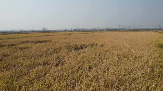 稻米水稻农田耕地种植基地后飞见正丰告示牌