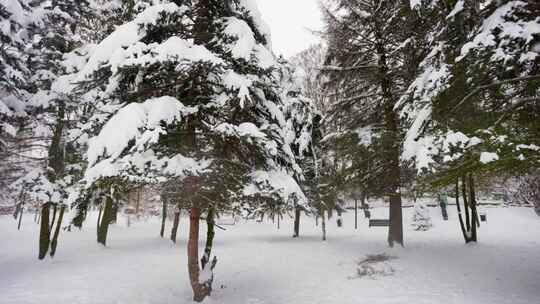 森林中的雪崩