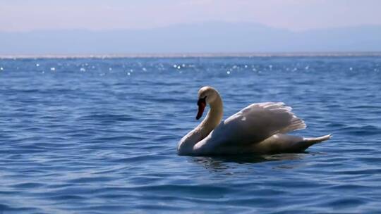 白天鹅在湖上冰凉