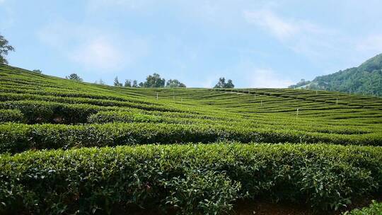 茶茶园茶山风光