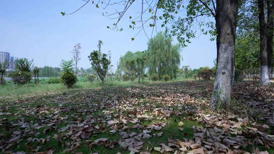 武汉江夏区汤逊湖壹号湿地公园