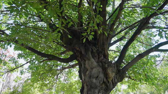 大树树木