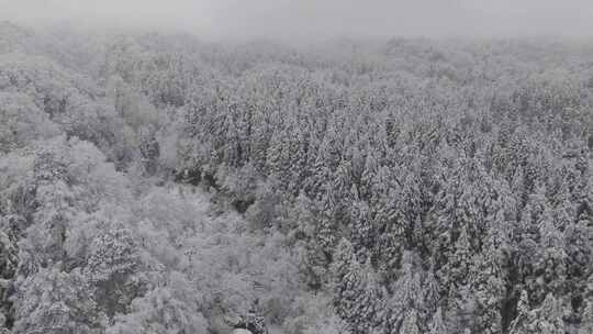 四川雅安泥巴山雪景树林雾凇实拍