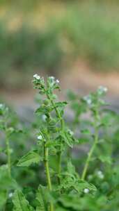 4K植物空镜素材——斑种草