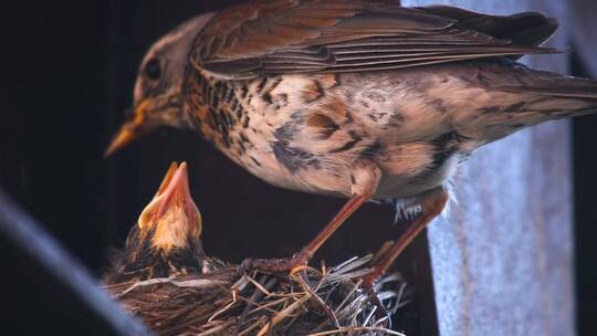 鸟儿在照顾巢中的雏鸟