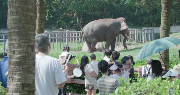 大象 动物园 游玩 乐园
