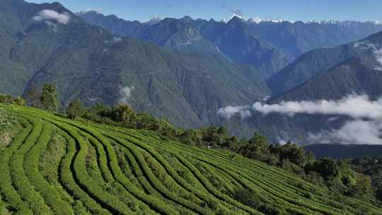 西藏墨脱格林村高山茶园自然风光