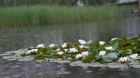 雨中水莲 莲花 睡莲 水莲