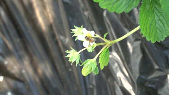 草莓 温室大棚 草莓苗 草莓秧