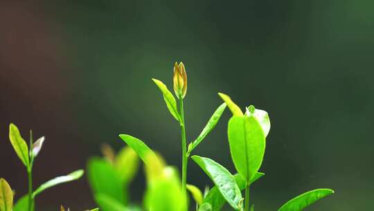 茶叶太平猴魁绿茶