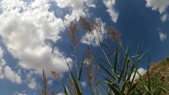 麦穗前景的天空