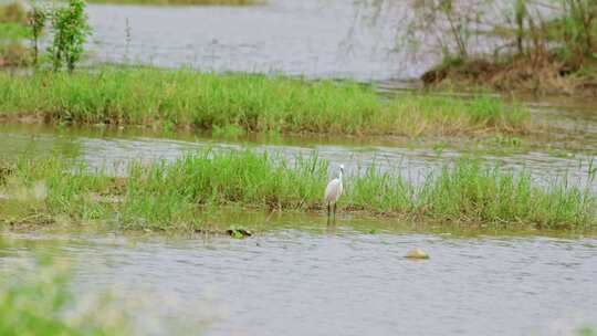 湿地河水中觅食的白鹭