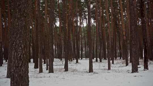 白雪覆盖的松林