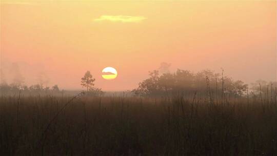 沼泽地的日出