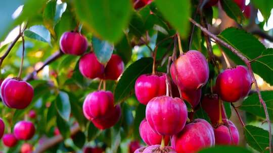 枝头成熟的红色果实