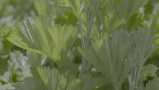 端午节艾蒿中草药艾草LOG素材