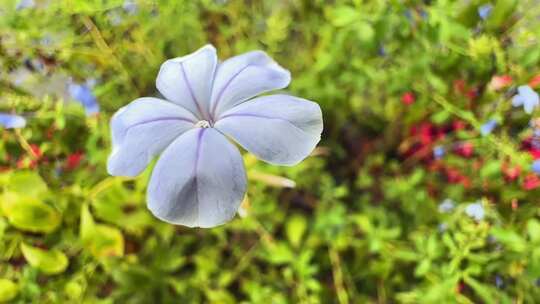 阳光下的花