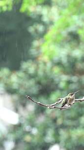 雨中坐在树枝上的蜂鸟