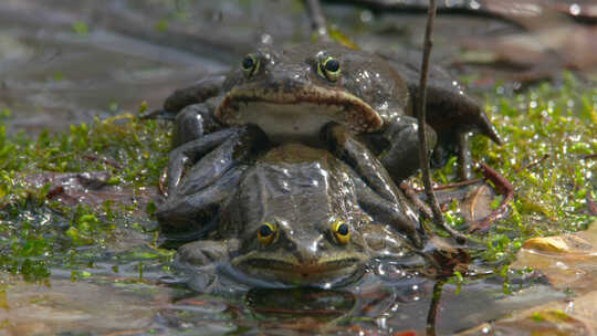池塘青蛙