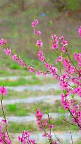 春日里绽放的桃花高清在线视频素材下载