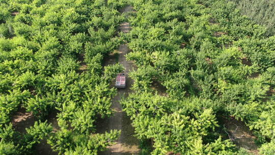 河北深州大桃航拍种植园采摘三轮车