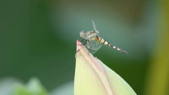 一只异色灰蜻蜓立在荷花上