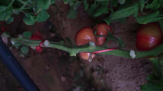 西红柿种植 番茄 西红柿 大棚种植