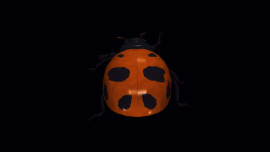 Red Ladybird Beetle视频素材模板下载