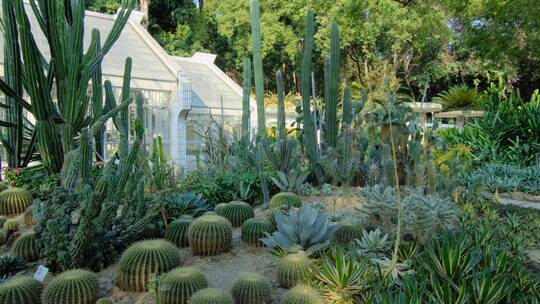 沙漠植物沙生植物园